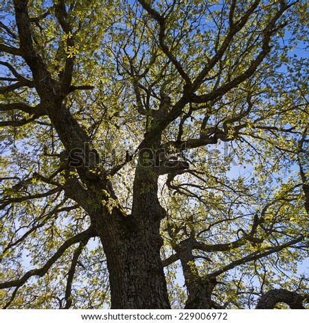 Big and tall oak tree backlit in spring - Large backlit oak in spring