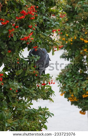 Dove Hedge or Shrub with Berries - Dove gray shrub Pyracantha with berries or yellow orange and red fruits