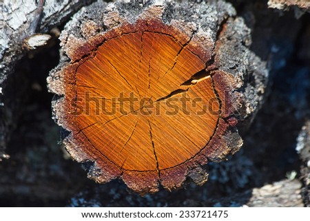 Cross Section of Tree Trunk  - Cross section of oak tree trunk showing the age of the tree rings and cracks in the wood and bark