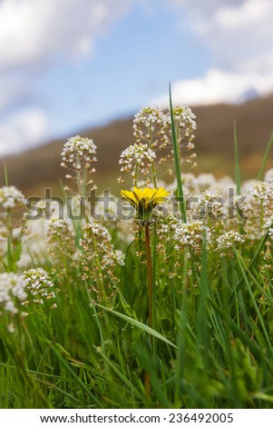 White and Yellow Flowers in Meadow  - Detail of white flowers (Thlaspi caerulescens) and wild yellow daisy in the grass of a meadow