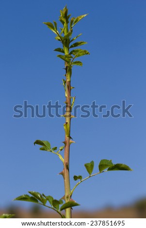 Wild rose stem with leaves and thorns