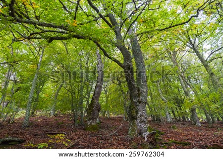 Forest of Beech Trees - Beech forest in early fall