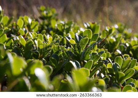 Plant with medicinal properties. Bearberry leaves, bearberry, Arctostaphylos uva-ursi