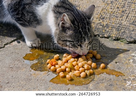 Common Cat eating chickpeas cooked in the ground