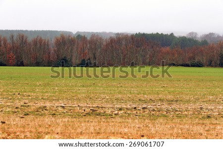 Winter Landscape with Rain - Landscape of cereal fields flooded by rain and groves of oaks and pines at the bottom