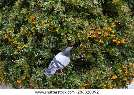 Dove gray Pyracantha bush eating berries or orange fruits