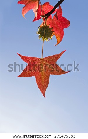 Palmate leaf red Sweet gum ( Liquidambar ) and autumn colorfully accompanied by a green fruit