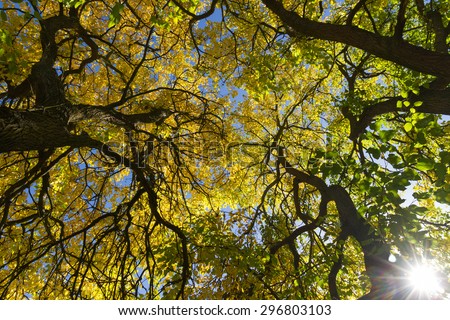 Angle, in plain nadir, the tops of mulberry trees, with sunlight penetrating between the branches in autumn