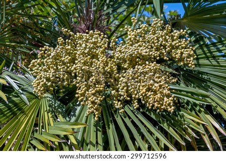 Palm Fruits -  Bunches of grapes fruit or Chusan palm  with fan leaves
