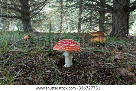 Fly Amanita mushroom in the center, with background of pine forest and other mushrooms boletus