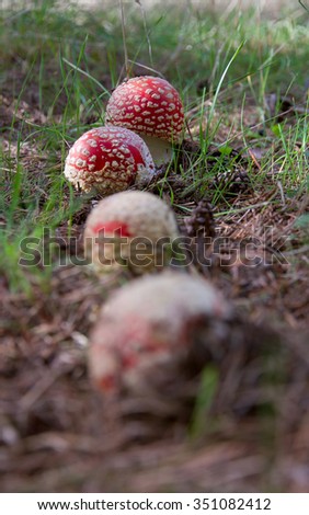 Four Mushrooms Fly agaric mushrooms in a row. On the floor of a pine forest, accompanied by pineapples lying on the ground