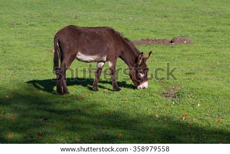 Donkey Grazing on a Green meadow - Ass or donkey grazing in the field with green grass