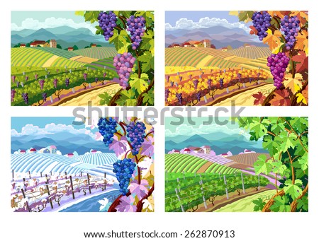 Rural landscape with vineyard and grapes bunches. Four season.