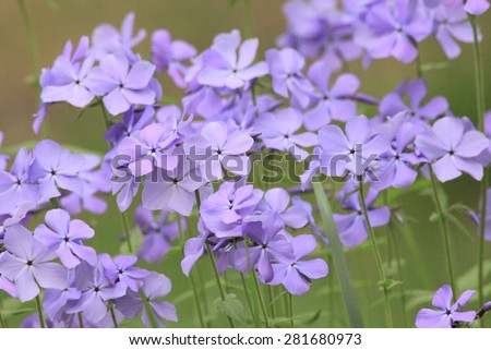 Purple Phlox are small perennial flowers blooming in late spring