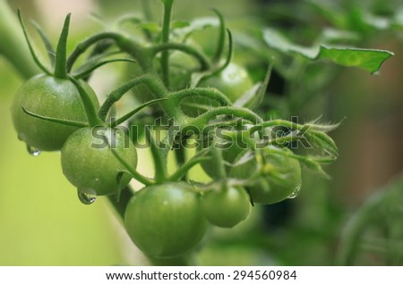 Closeup of homegrown organic cherry tomatoes growing in container garden not ripe with dew drops