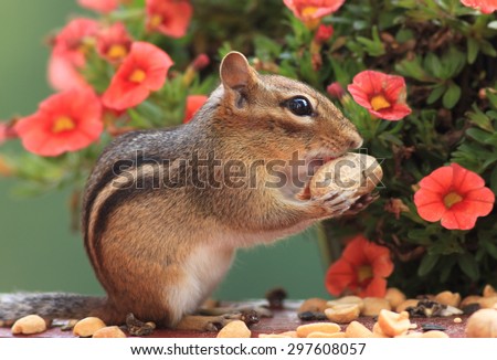 Cute Eastern Chipmunk with peanut in mouth standing up in front of red orange miniature petunia flowers