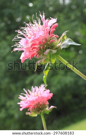 Pink Bee Balm flower, also known as Monarda, in full bloom with soft background portrait