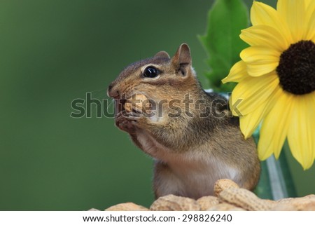 Cute Eastern Chipmunk standing next to sunflower with peanut in mouth looking left