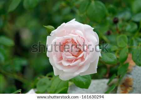 climbing rose with green in the backround
