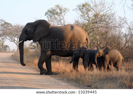 three african elephants crossing a road