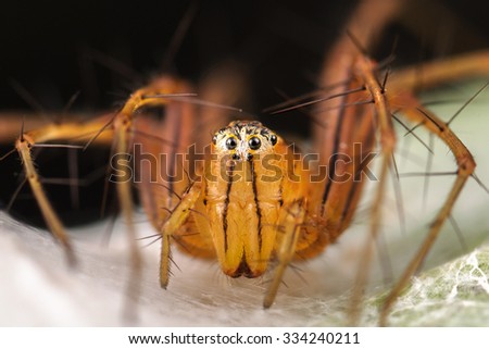 A Red Lynx Spider Macro Shoot Face To Face