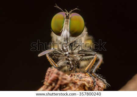 Macro shot face to face of a robber fly with prey