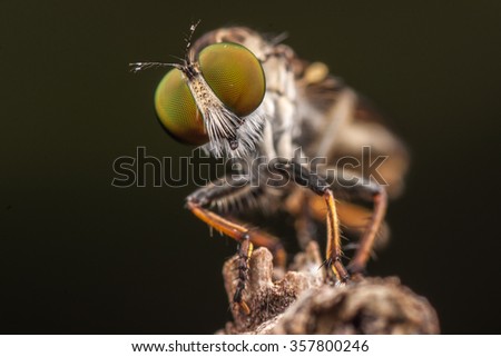 Macro shot face to face of a robber fly with prey
