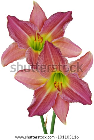 day lilies flowers