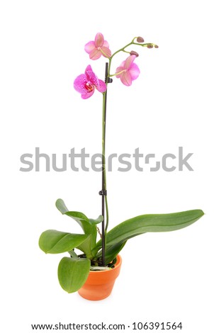 A Orchid
