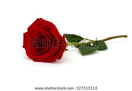 A red rose bloom by gift A red rose bloom by gift