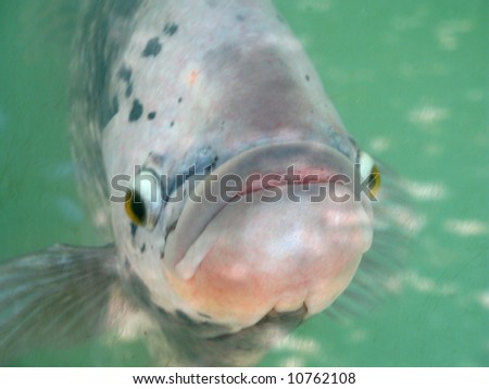 a five year old tilapia fish in hungry