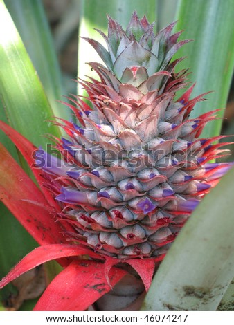 pineapple tree in southeast asia