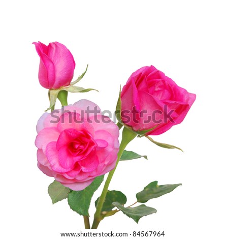 greeting rose