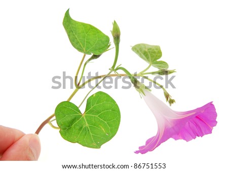 Ipomea Flower