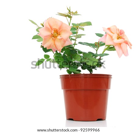 A planting rose gift