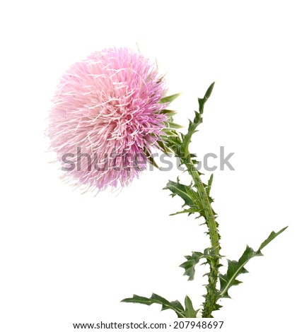 A flowering thistle isolated white