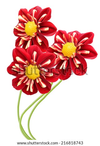 Magenta and Red Colored Dahlia Flowers Isolated on White Background