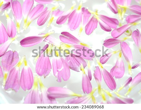 chrysanthemum petals in water spa