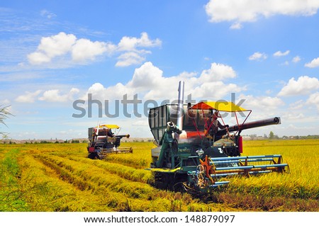 Combine machine harvesting in rice field