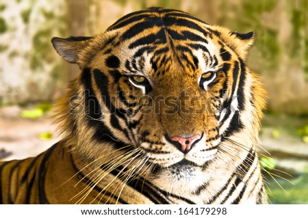Portrait of tiger -  7 year old male Royal Bengal Tiger