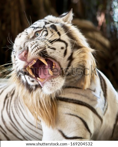 white tiger - snarl cat wildlife danger warning beast attack fang stripe