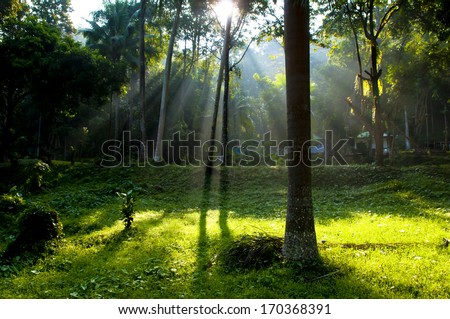 sun beam of light through the summer forest - ray tree wood sunlight shine park scenery countryside wilderness