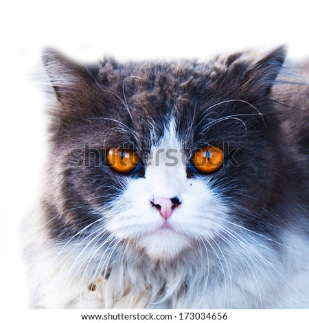 cat - kitten portrait face feline big brown eyes staring fluffy closeup soft white