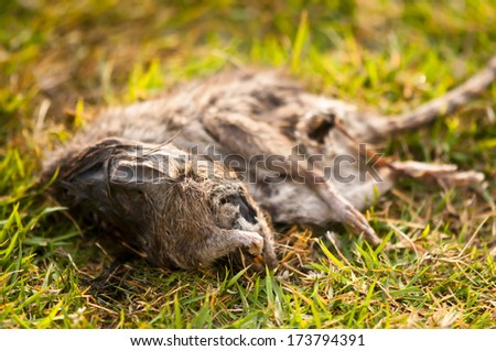 dead rat on grass - disease end lying back ground animal