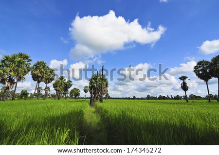 rice field under blue sky - palm tree grass agriculture green farmland crop asia plantation countryside beautiful