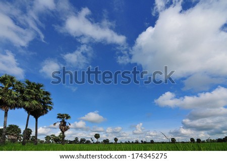 rice field under blue sky - palm tree grass agriculture green farmland crop asia plantation countryside beautiful