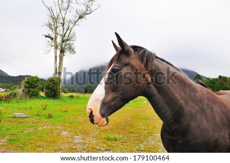 horse in green meadow - foggy refreshing friendly nature landscape mountains outdoor prairie