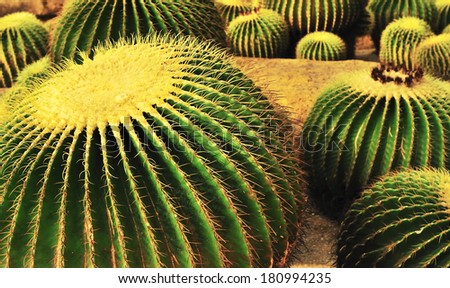 cactus - botany desert garden plant sharp spiked thorn nature