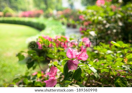 bougainvillea in the garden - spring bright botany blooming refreshing