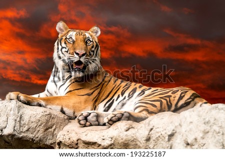 alert tiger sitting on the rock with awesome sky